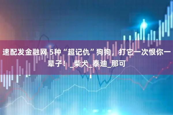 速配发金融网 5种“超记仇”狗狗,打它一次恨你一辈子!_柴犬_泰迪_那可